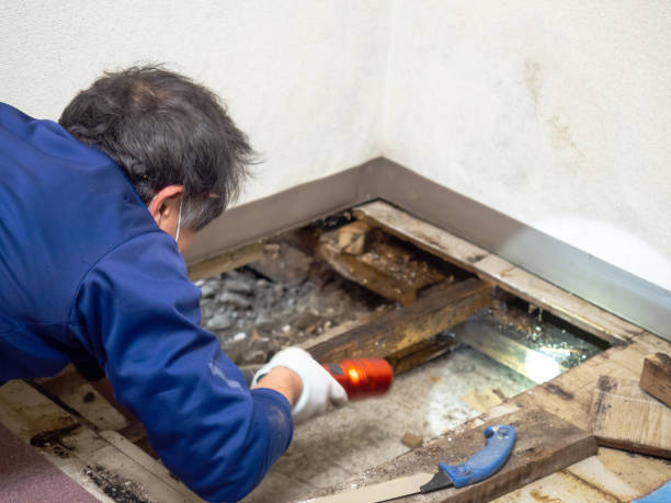 Best Home Mold Removal  in Eatonville, WA