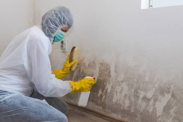 Mold Removal and Inspection in Eatonville, WA