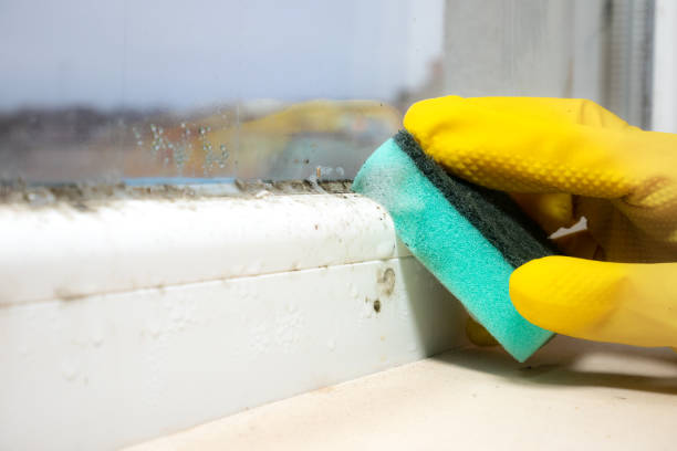 Best Mold Damage Repair  in Eatonville, WA
