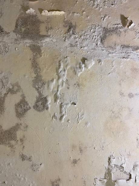 Best Mold Removal Specialists  in Eatonville, WA