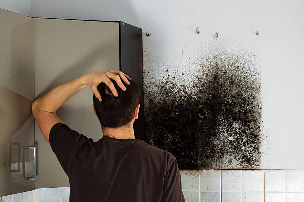 Attic Mold Removal in Eatonville, WA