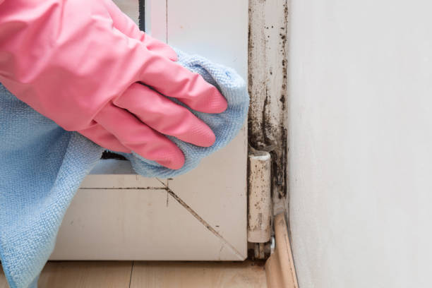 Best Home Mold Removal  in Eatonville, WA